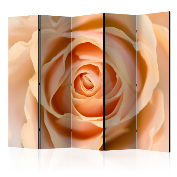 Paravan Peach-Colored Rose Ii [Room...