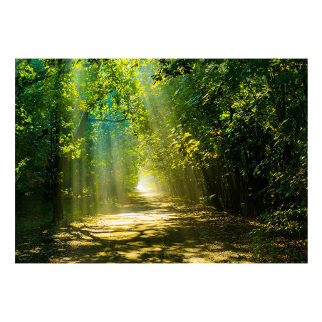 Fototapet Road In Sunlight-01