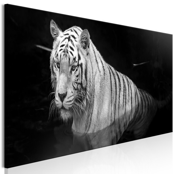 Tablou Shining Tiger (1 Part) Black...