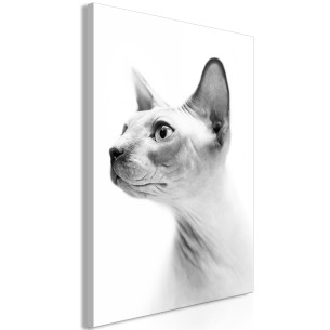 Tablou Hairless Cat (1...