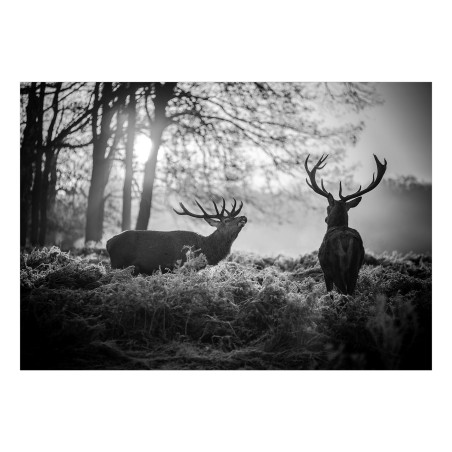 Fototapet Deers in the Morning-01