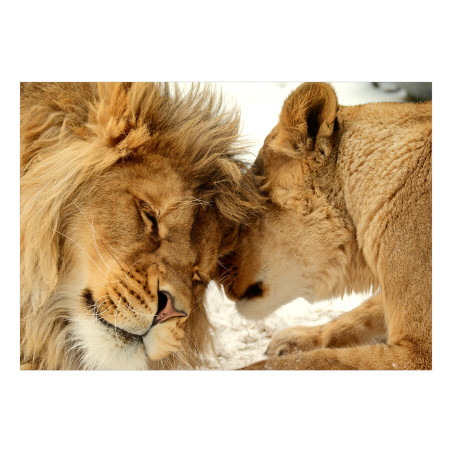 Fototapet Lion Tenderness-01