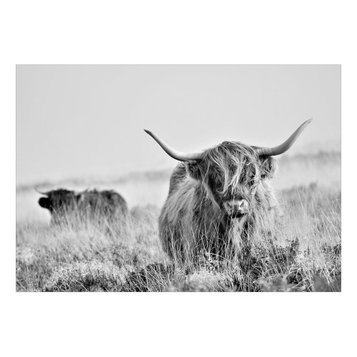 Fototapet Highland Cattle