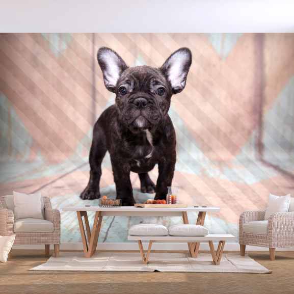 Fototapet French Bulldog