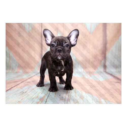 Fototapet French Bulldog