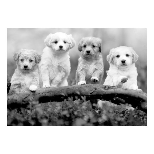 Fototapet Four Puppies