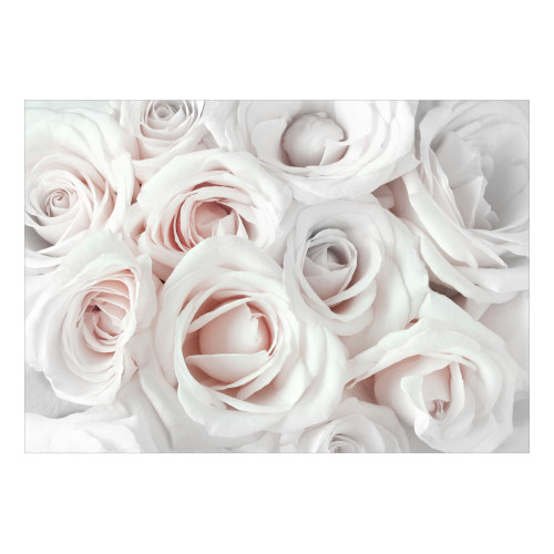 Fototapet Satin Rose (Pink)