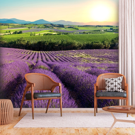 Fototapet Lavender Field-01