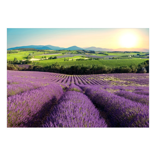 Fototapet Lavender Field