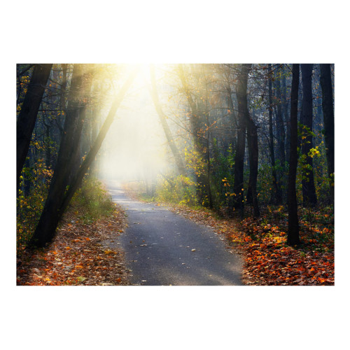 Fototapet autoadeziv Road through the Forest