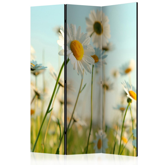 Paravan Daisies spring meadow [Room Dividers]