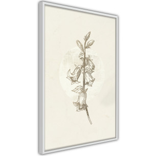 Poster Beige Campanula