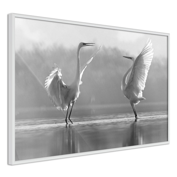 Poster Black and White Herons