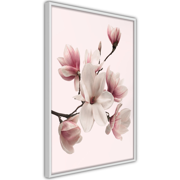 Poster Blooming Magnolias I