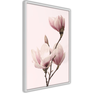 Poster Blooming Magnolias III