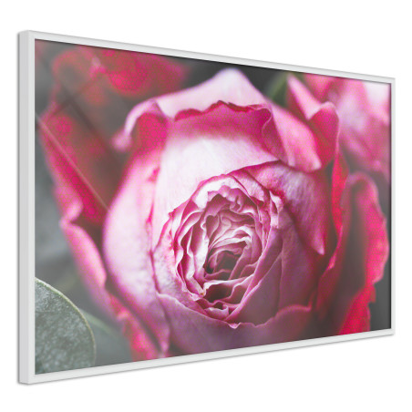 Poster Blooming Rose-01