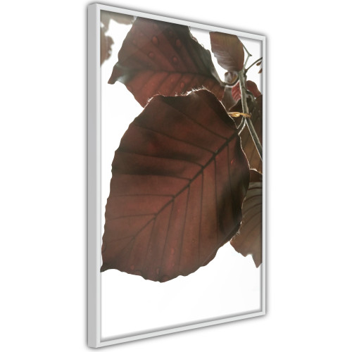 Poster Burgundy Tilia Leaf