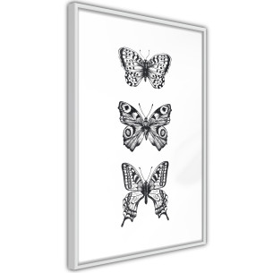 Poster Butterfly Collection III