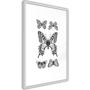 Poster Butterfly Collection IV