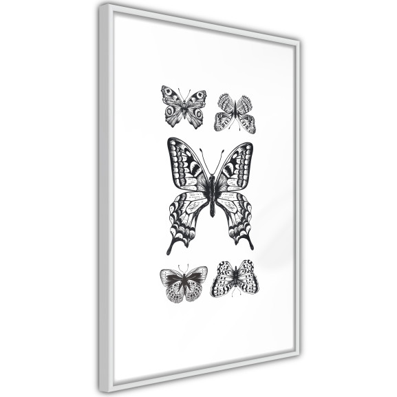 Poster Butterfly Collection IV