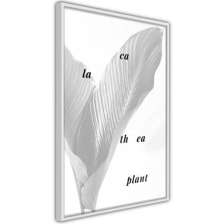 Poster Calathea Leaves-01