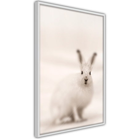 Poster Curious Rabbit-01