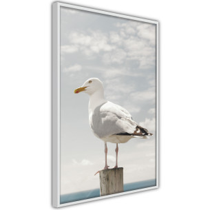 Poster Curious Seagull