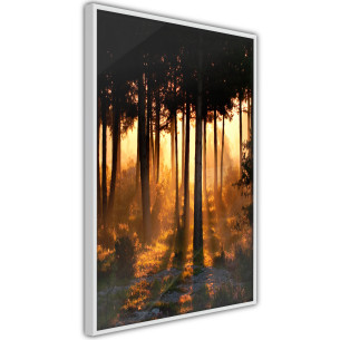 Poster Dark Tree Tops