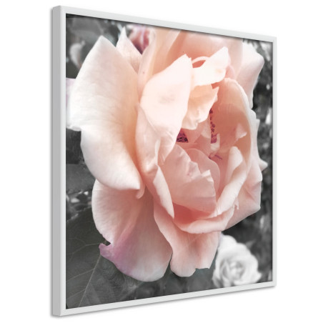 Poster Delicate Rose-01