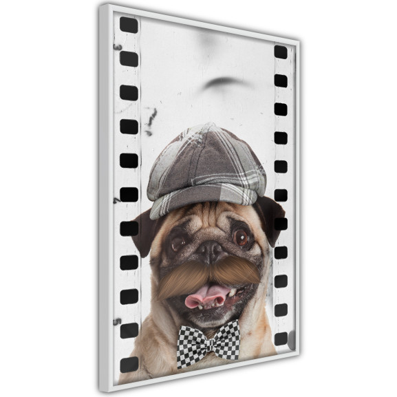 Poster Dressed Up Pug