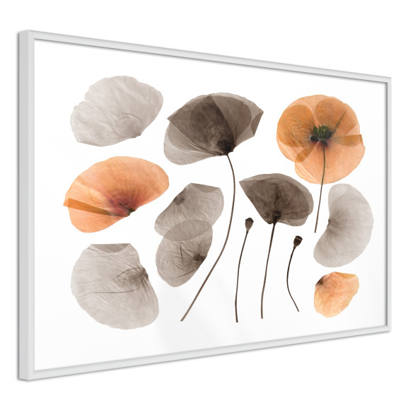 Poster Dried Poppies