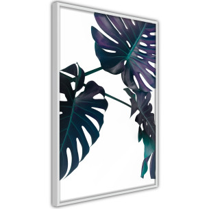 Poster Evergreen Monstera