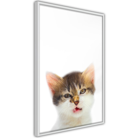 Poster Funny Kitten-01