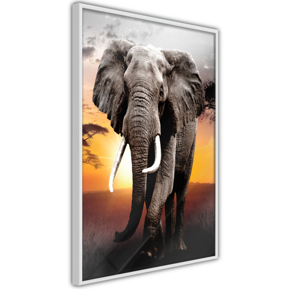 Poster Majestic Elephant