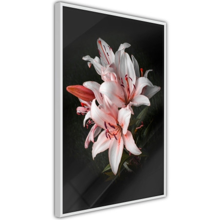 Poster Pale Pink Lilies-01