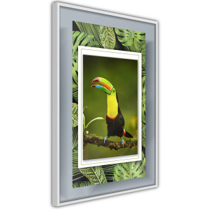 Poster Toucan in the Frame