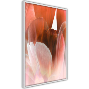 Poster Tulip Petals