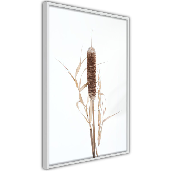 Poster Typha