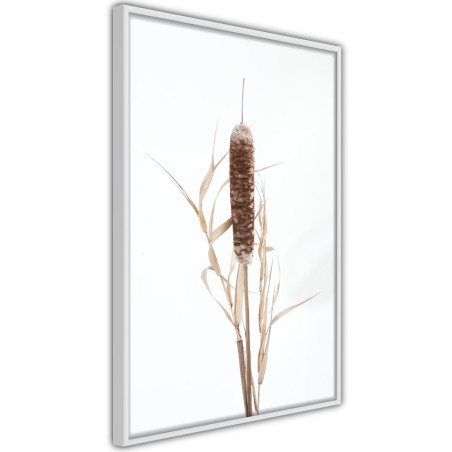 Poster Typha-01