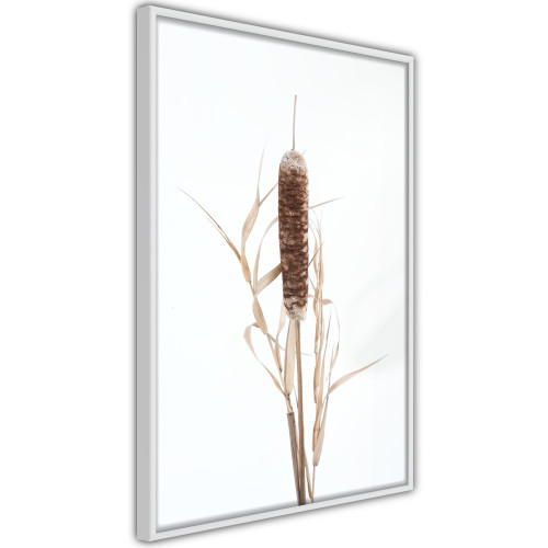 Poster Typha