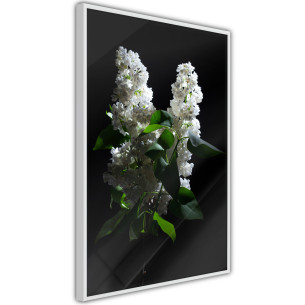 Poster White Lilac