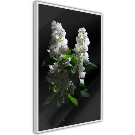 Poster White Lilac-01