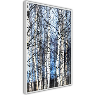 Poster Winter Birch Trees