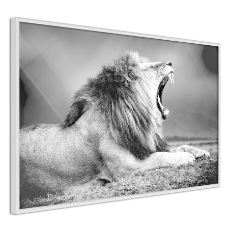 Poster Yawning Lion-01