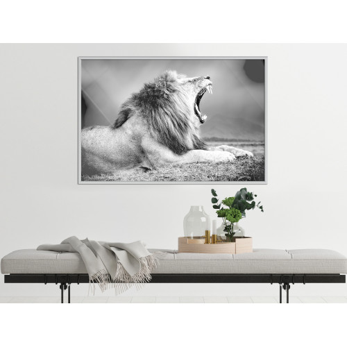 Poster Yawning Lion