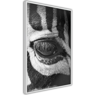 Poster Zebra Is Watching You