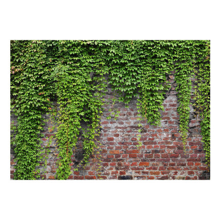 Fototapet Brick And Ivy-01