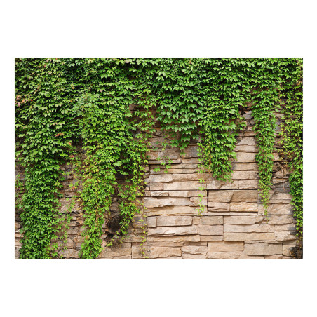 Fototapet Ivy Wall-01