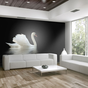 Fototapet Swan (Black And...