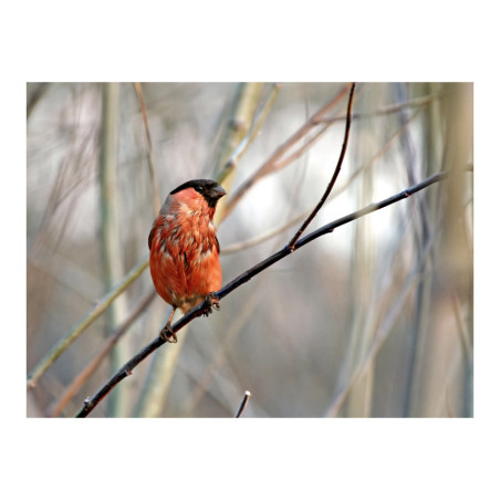 Fototapet Bullfinch In The Forest-01